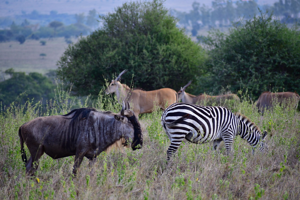 Nairobi National Park